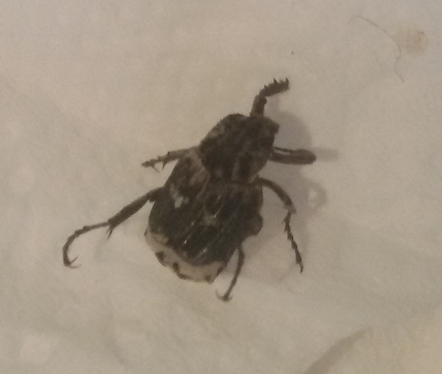 Valgus hemipterus, Cetoniidae, Valginae
